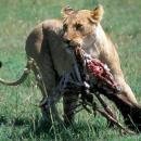 Lake Manyara National Park