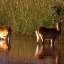 Lochinvar National Park