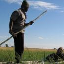 Maun