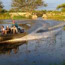 Maun