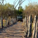 Maun
