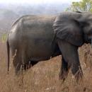 Mole National Park