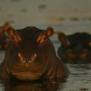 Moremi Wildlife Reserve