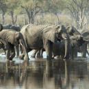 Moremi Wildlife Reserve