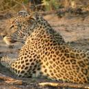 Moremi Wildlife Reserve