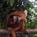 Nosy Komba