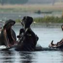 Okavango Delta