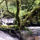 Ranomafana National Park