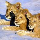Savuti National Park