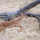 Savuti National Park