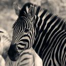 Savuti National Park