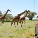 Serengeti National Park