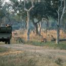 South Luangwa National Park