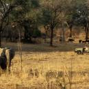 South Luangwa National Park