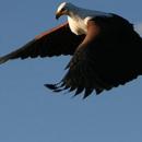 South Luangwa National Park