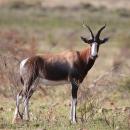 Swellendam
