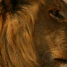 Cape Town to Nairobi with Gorilla Trek