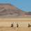 Swakopmund to Cape Town
