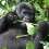 Gorilla Trekking
