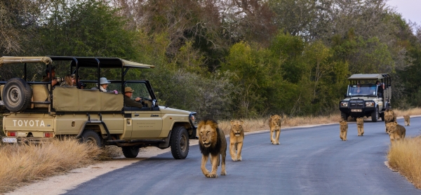 Kruger Lodge Safari