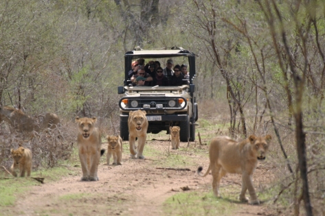 Kruger Lodge Safari