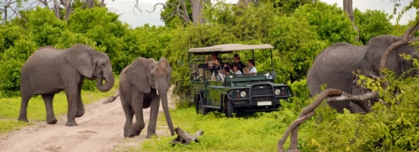 Kruger Lodge Safari