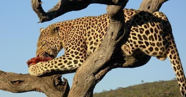 Wildlife Wonderland