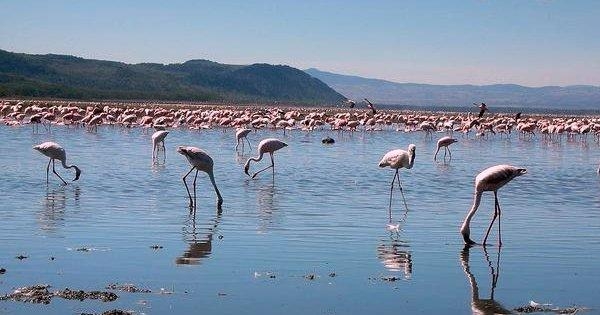 Wildlife Wonderland