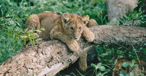 Wildlife Wonderland