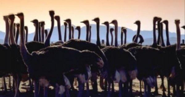 Wildlife Wonderland