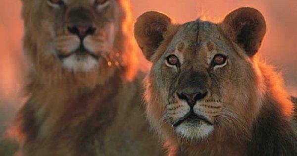 Wildlife Wonderland