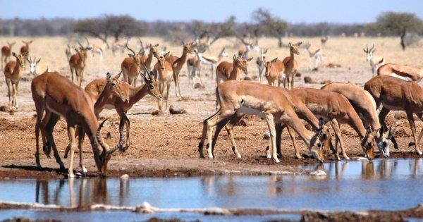 Nxai Pan, Botswana