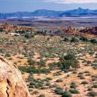 Namib Desert Explorer