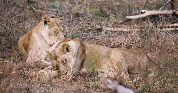 Kruger National Park, South-Africa