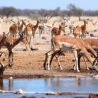 Okavango Delta to Johannesburg