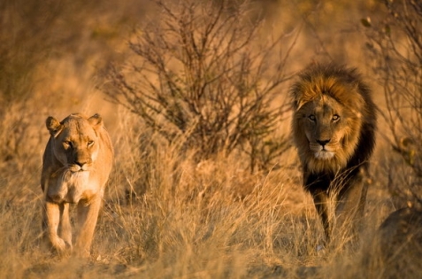 Okavango Delta to Johannesburg