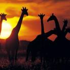 Nairobi to Vic Falls