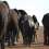 Short Garden Route Safari