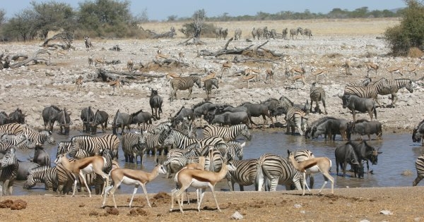 Etosha National Park Excursion