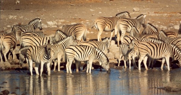 Etosha National Park Excursion