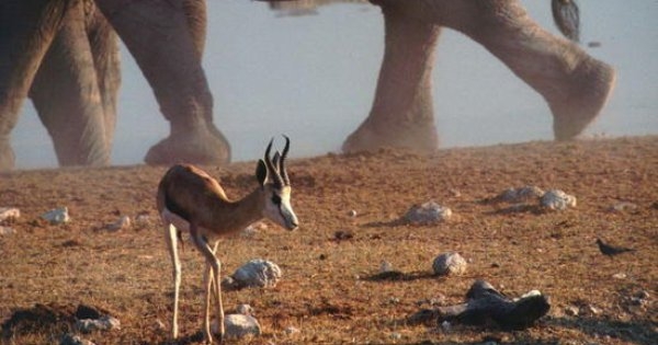Etosha National Park Excursion