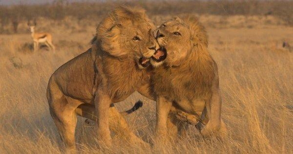 Etosha National Park Excursion