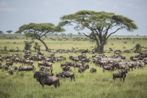 Serengeti to the Falls