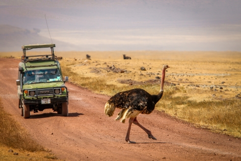 Serengeti to the Falls