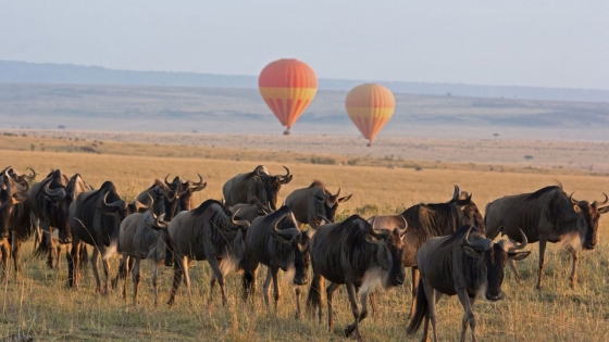 Serengeti to the Falls