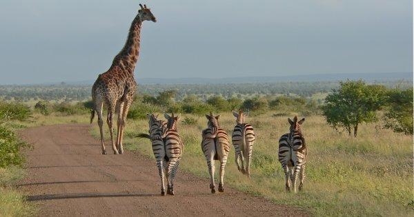 Serengeti to the Falls