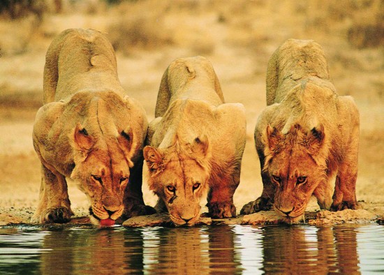 Moremi Lions Moremi Lions