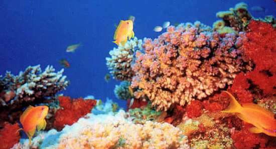 Diving Diving