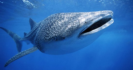 Whale Shark Mozambique Whale Shark Mozambique