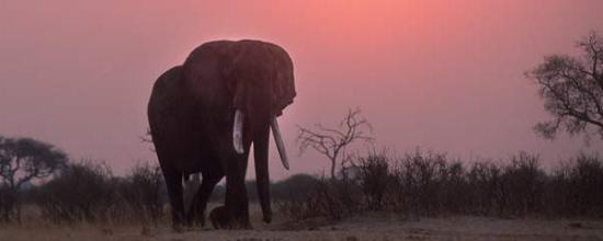 hwange.sunsetelephantcrop
